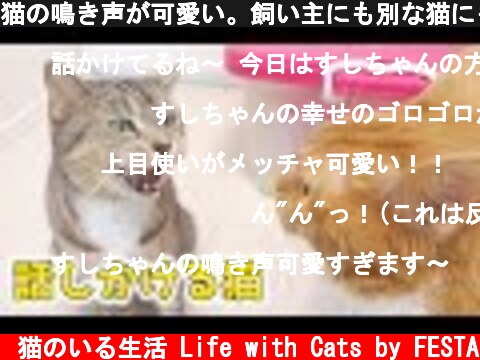 猫の鳴き声が可愛い。飼い主にも別な猫にも話しかける猫【猫 かわいい】  (c) 猫のいる生活 Life with Cats by FESTA